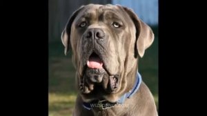 Неаполитанский мастиф. Лучшие породы собак.