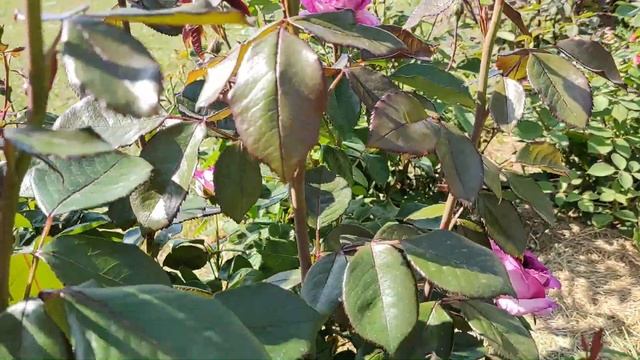 РОЗА ТЬЕРРИ МАРКС | Обзор сорта: Роза Thierry Marx (Тьерри Маркс) смотреть онлайн