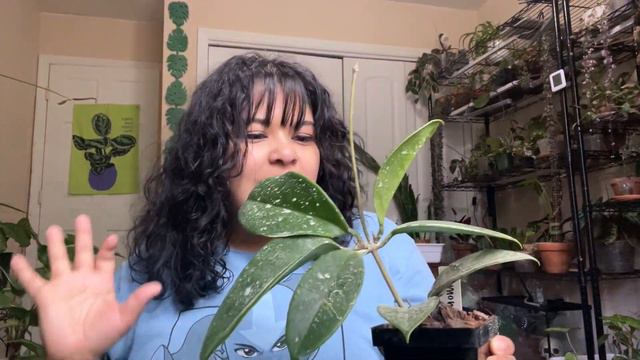 All the houseplant updates: Climbing plants, new growth, and trashed plants