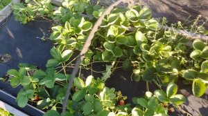 КЛУБНИКА 2022. Дегустация всех моих ремонтантных сортов. Какой самый вкусный сорт?