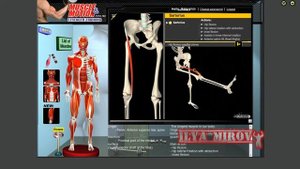 Портняжная мышца  Анатомия и биомеханика