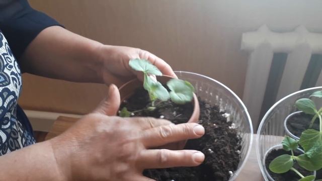 Герань гүлін бөлу тəсілі.Цветы герань в домашних условиях.Пекировка герань из семян. смотреть онлайн