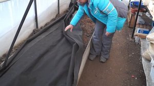 Как сохранить хризантемы зимой.Хризантемы сохраняем зимой в теплице и в яме.