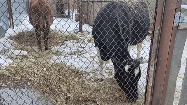 Готовлю корову к отелу, что нужно!#рек#рекомендации#топ #хочуврек #козы #корова #фермер #люблю смотреть онлайн