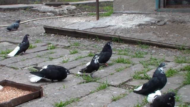 ГОЛУБИ ПРАЗДНИЧНЫЕ ВЫПУСКИ ВСЮ НЕДЕЛЮ смотреть онлайн