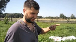 Картофель под мульчей и спанбондом. Посадил  24 шт семянки, выкопал  17,5кг.