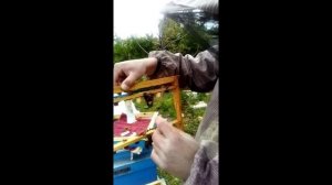 Подсадка маток  маточников в отводки