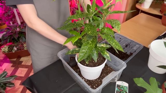 Большая пересадка комнатных растений (1 часть)