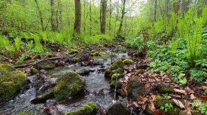 Звуки дождя в весеннем лесу, журчание ручья и пение птиц