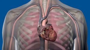 аускультация сердца- нормальные тоны