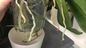 Цветение фаленопсисов в феврале. Про уход за фаленопсисом