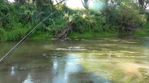 река Цивиль. спиннинг. Два часа-две рыбы