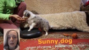 первые дни и часы в новом доме щенок. Как правильно быть с щенком в первые часы дома