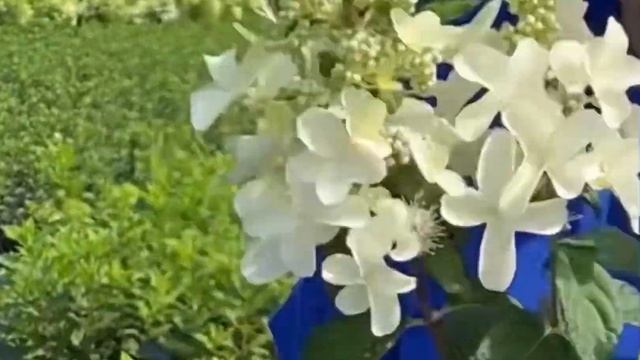 КАРЛИКОВЫЕ СОРТА МЕТЕЛЬЧАТЫХ ГОРТЕНЗИЙ