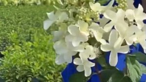КАРЛИКОВЫЕ СОРТА МЕТЕЛЬЧАТЫХ ГОРТЕНЗИЙ