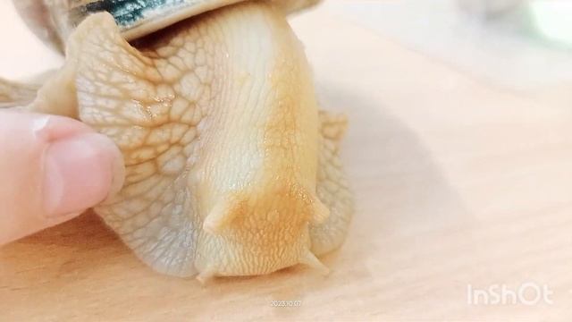 уборка у улиток ? Мурзик и улитята смотреть онлайн