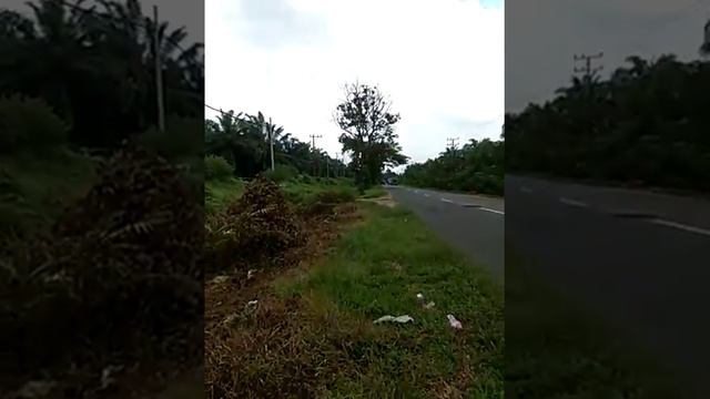 Berburu Caladium Pink Beauty смотреть онлайн