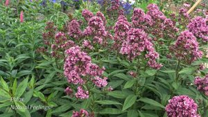 Phlox Natural Feelings® - 4K