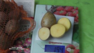 НОВЫЙ  ВЫСОКОУРОЖАЙНЫЙ СОРТ   КАРТОФЕЛЯ  ЗЕКУРА .