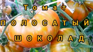 Самый сладкий томат Полосатый Шоколад