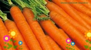 Морковь Амстердамская. Краткий обзор, описание характеристик, где купить семена daucus carota