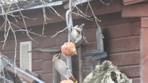 Птицы.Яблоки для свиристелей, эксперимент №1