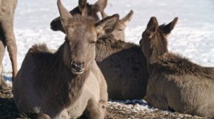 Сергей Чибисов "То ли капли крови на снегу"