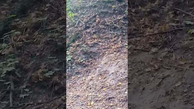 Кормим белку в парке Горького смотреть онлайн