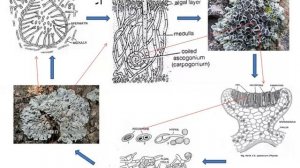 Mycology and Plant Pathology Lecture 24 Lichens 2