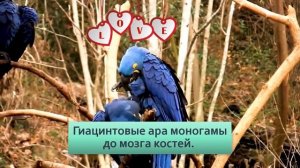 Гиацинтовый АРА. Крупнейший летающий попугай
