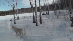 Весенняя прогулка, сходили на озеро сняли фитили.