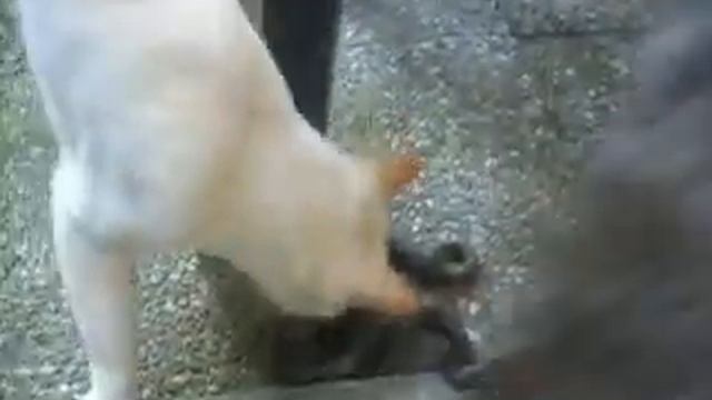 Coluber viridiflavus carbonarius versus Felis silvestris catus смотреть онлайн