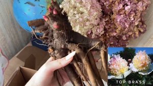 Пионы из Pulkov sad (Пулков сад). Распаковка посылки. Осень 2022 / Peony from Pulkov Sad (2022)