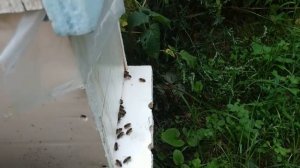 Майские отводки на одну рамку печатного расплода Часть 2 Пчеловодство 2018 год
