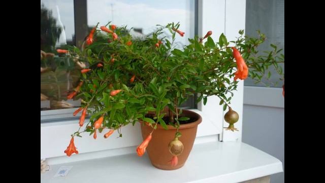 Выращивание граната из косточки в домашних условиях — это просто смотреть онлайн