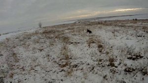 Охота на зайца с дратхааром