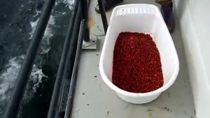 Быстрая очистка брусники от мусора