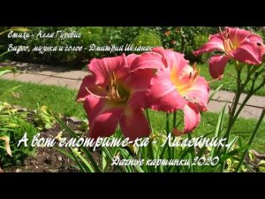 А вот смотрите-ка - Лилейник.   Дачные картинки 2020.