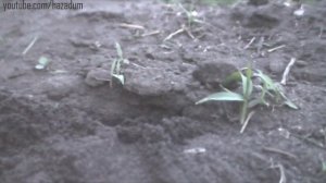 Ящерица роет нору для кладки яиц