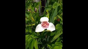 Тигридия / Tigridia /цветок /flower / blumen