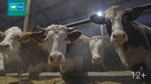 Семейное дело: животноводческая ферма в Сорокино