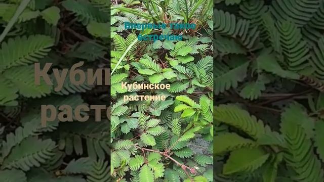 Кубинское/Куба рядом/растение реагирует!/ кубинское чудо