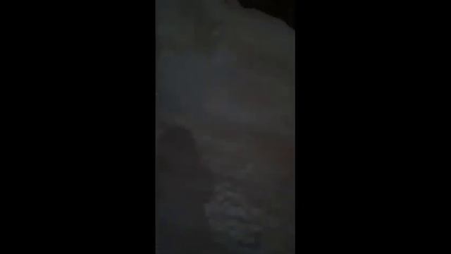 Прогулка с Ненецкими лайками