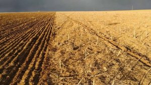 Посев гороха по подсолнечнику