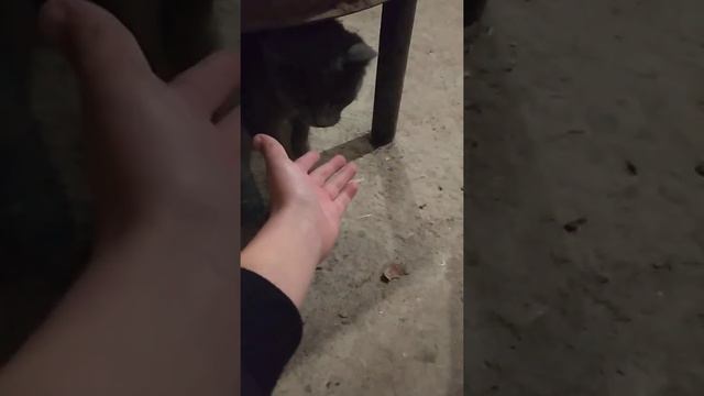 У нас есть маленький "котик" кототыче!!!