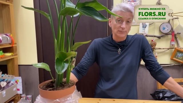 Стрелиция Николая - прекрасный крупномер для комнатного озеленения | Как ухаживать за стрелицией смотреть онлайн