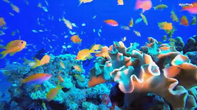 Целебные Звуки Тибетской Флейты, Устраняющие Весь Негативный и Подсознательный Негатив, смотреть онлайн