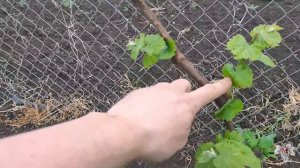 Выломка зелёных побегов винограда на одноплоскостной шпалере. Технический сорт винограда