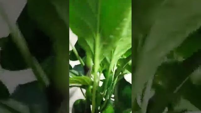 Jalapeno giant. Халапеньо гиант, слабо острый сорт перца. смотреть онлайн