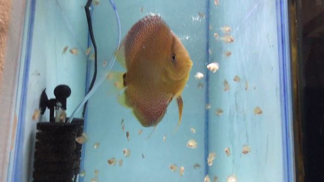 Eruption Discus frys смотреть онлайн